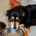 Old Dog Suddenly Food-Obsessed
