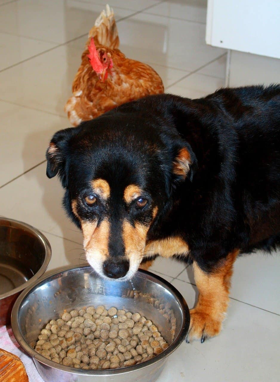 Old Dog Suddenly Food-Obsessed