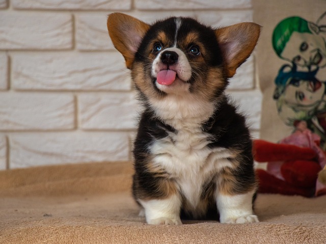 Dog blepping, sticking the tip of his tongue out with mouth closed