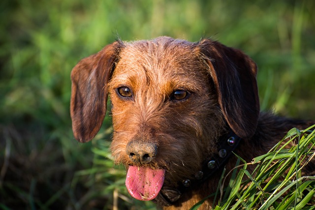 Introduction to dogs tongue sticking out