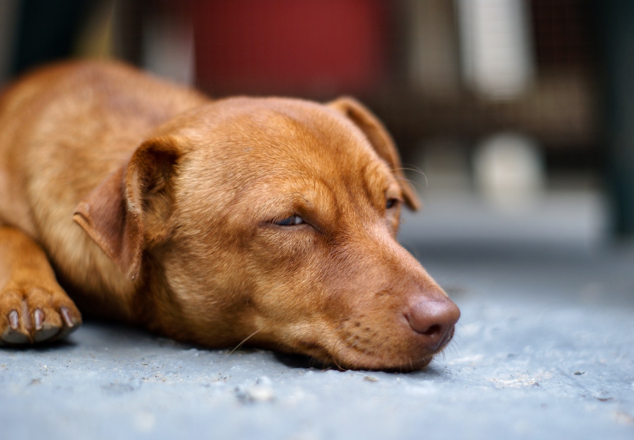 Why Do Dogs Not Like Being Pet on the Head?