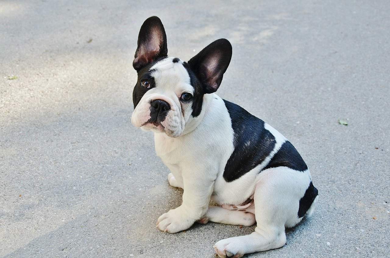 6 month old female dog keeps peeing in house