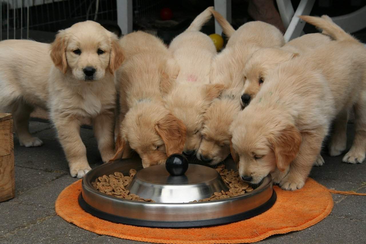 How much water should a puppy drink during potty training, and how do we go about it.