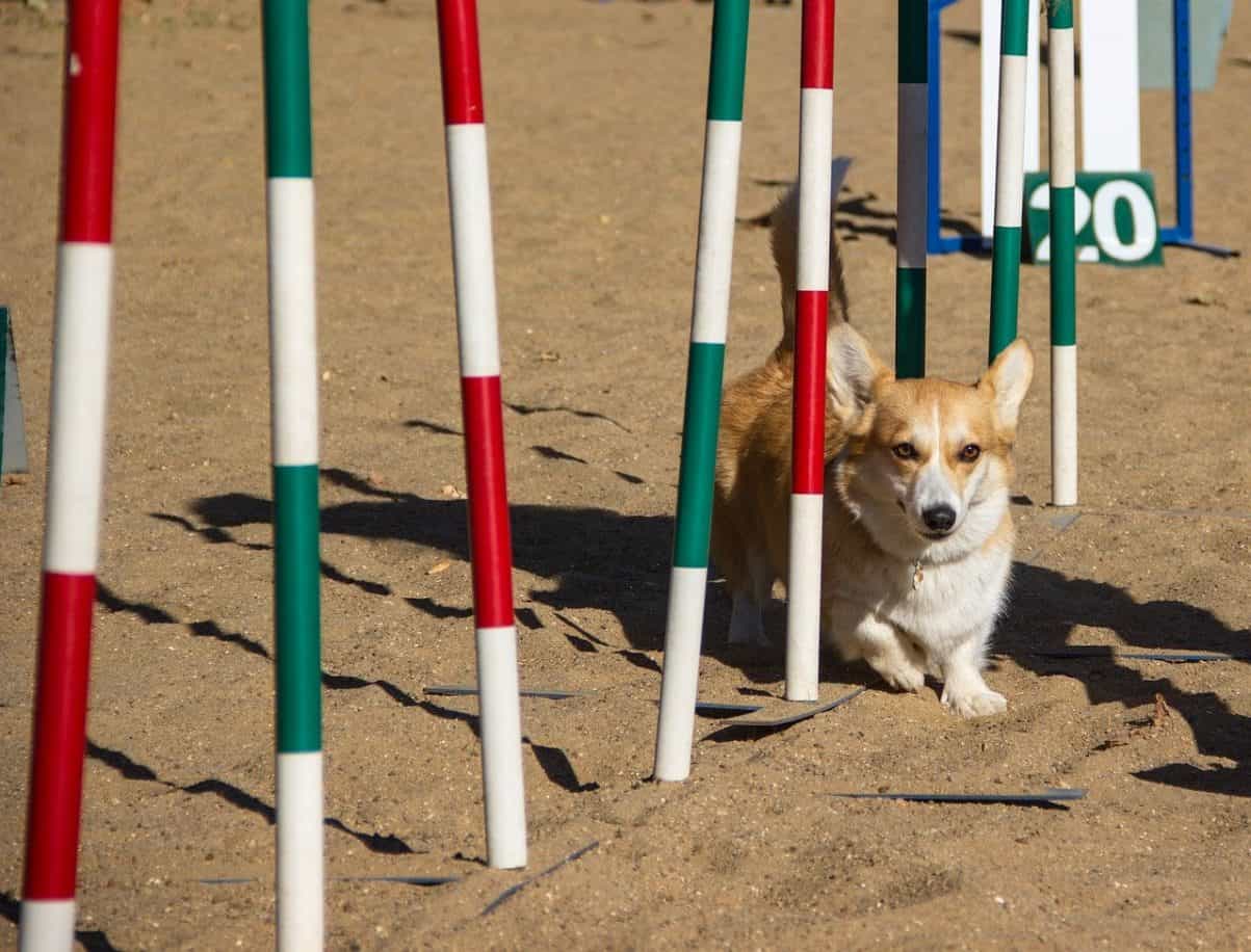 What Happens if you Don't Train Your Dog