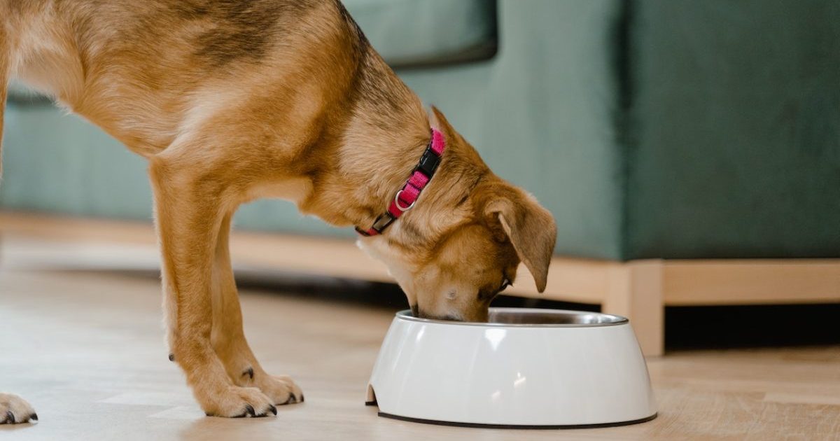 Why Do Dogs Eat So Fast? Can you slow they’re eating down?