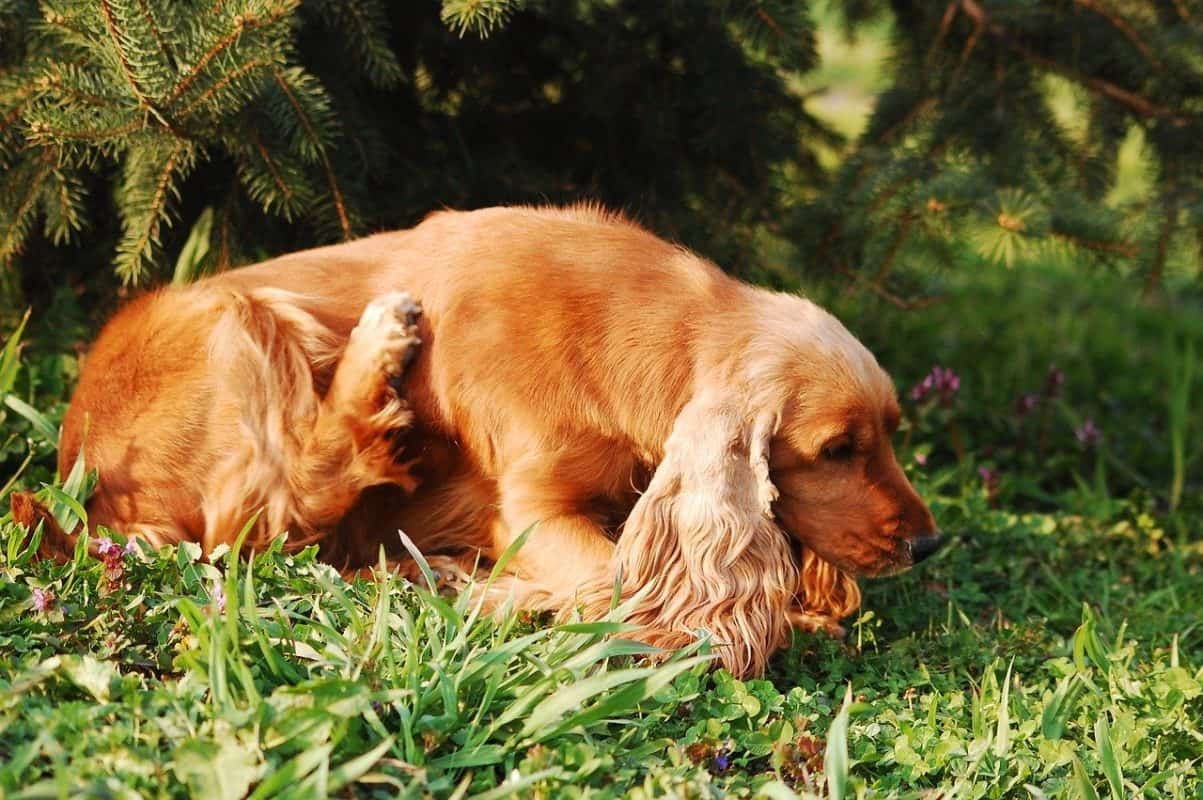 Inside dog suddenly wants to stay outside