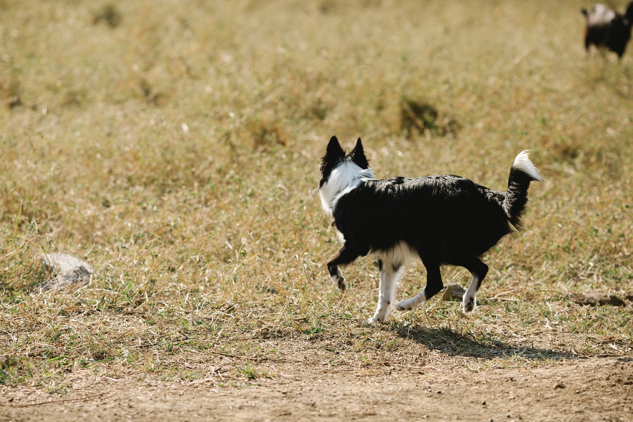 Why Is My Dog Running in Circles?