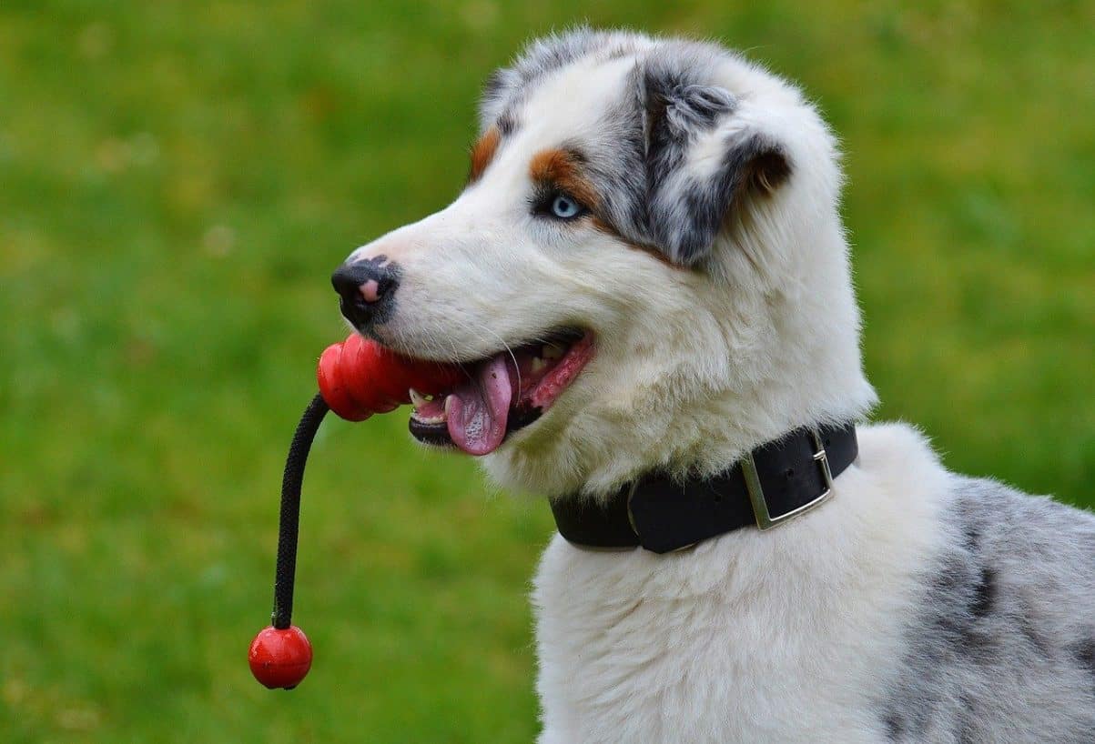 my-dog-wants-to-play-all-the-time-happy-and-healthy-dogs