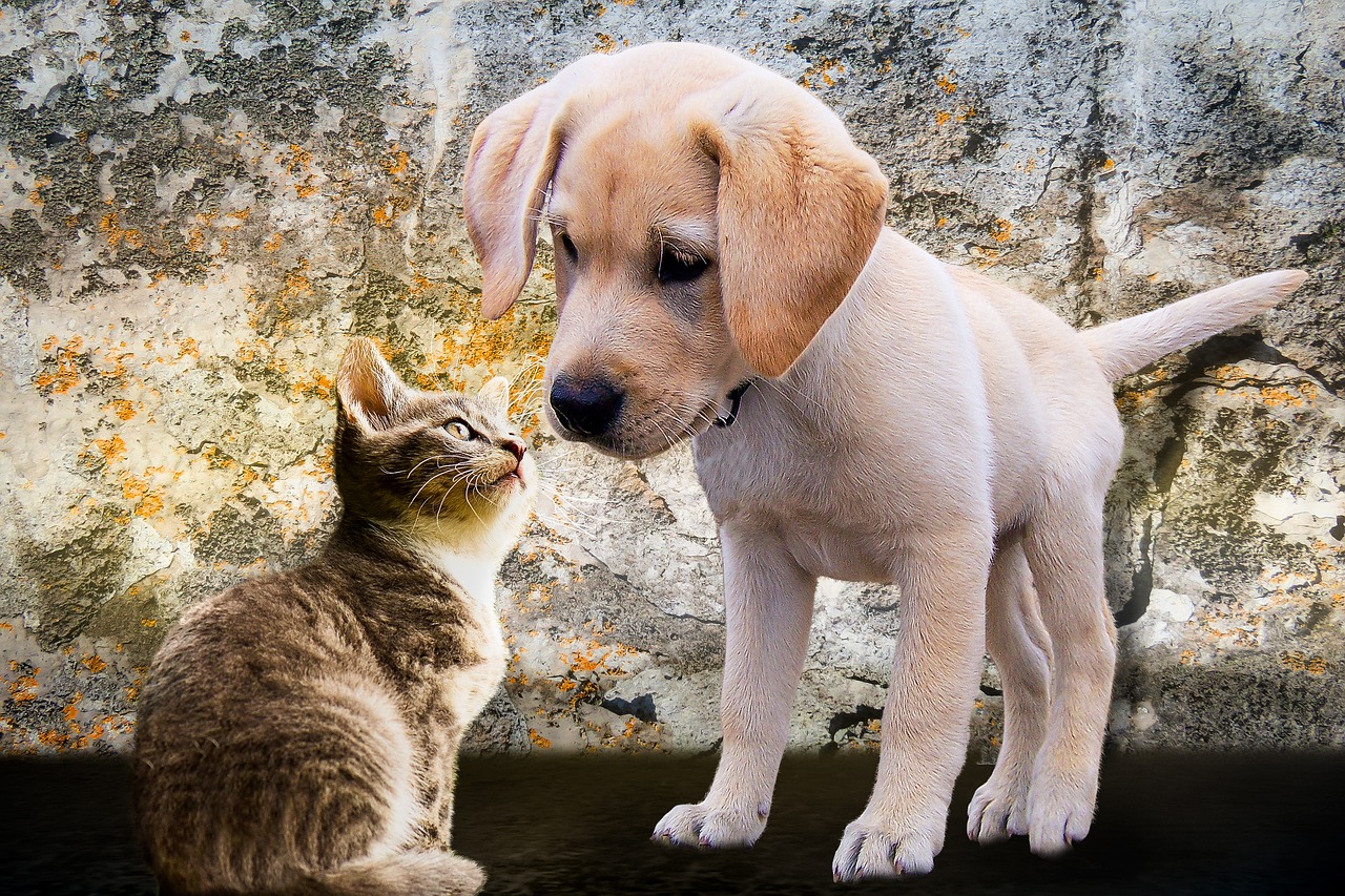How Smart Are Dogs Compared to Cats?