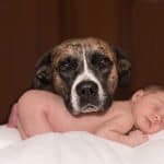 My Dog Becomes Stressed When Our Baby Cries