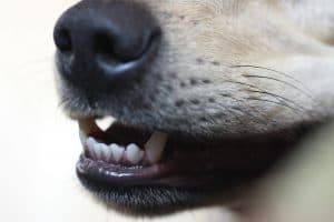 What to Do When Your Dog Shows Teeth to Your Child