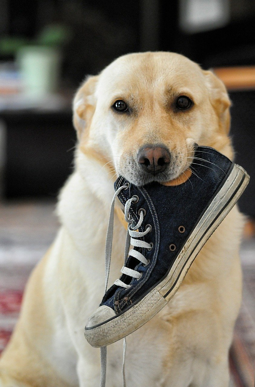 Why Does My Dog Steal My Shoes