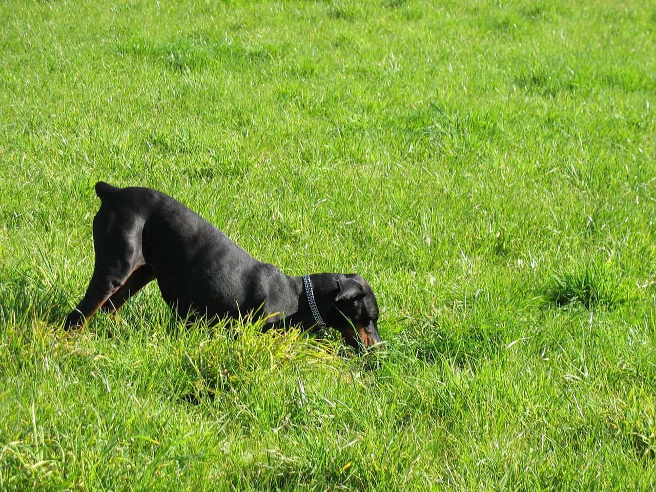 How to Stop a Dog From Digging for Moles