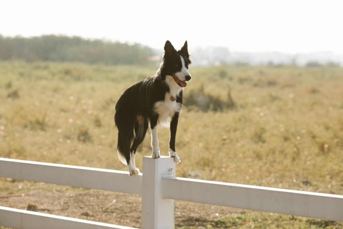 Why Is My Dog Breaking the Wooden Fence and How to Stop It?