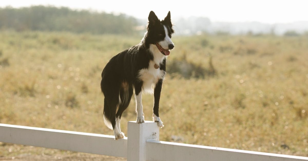 Why and How Is My Dog Breaking the Wooden Fence and How to Stop It?