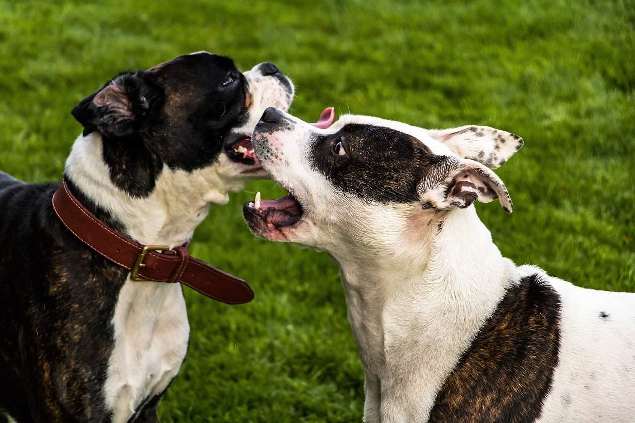 Why Does My Dog Lick My Other Dog’s Wounds