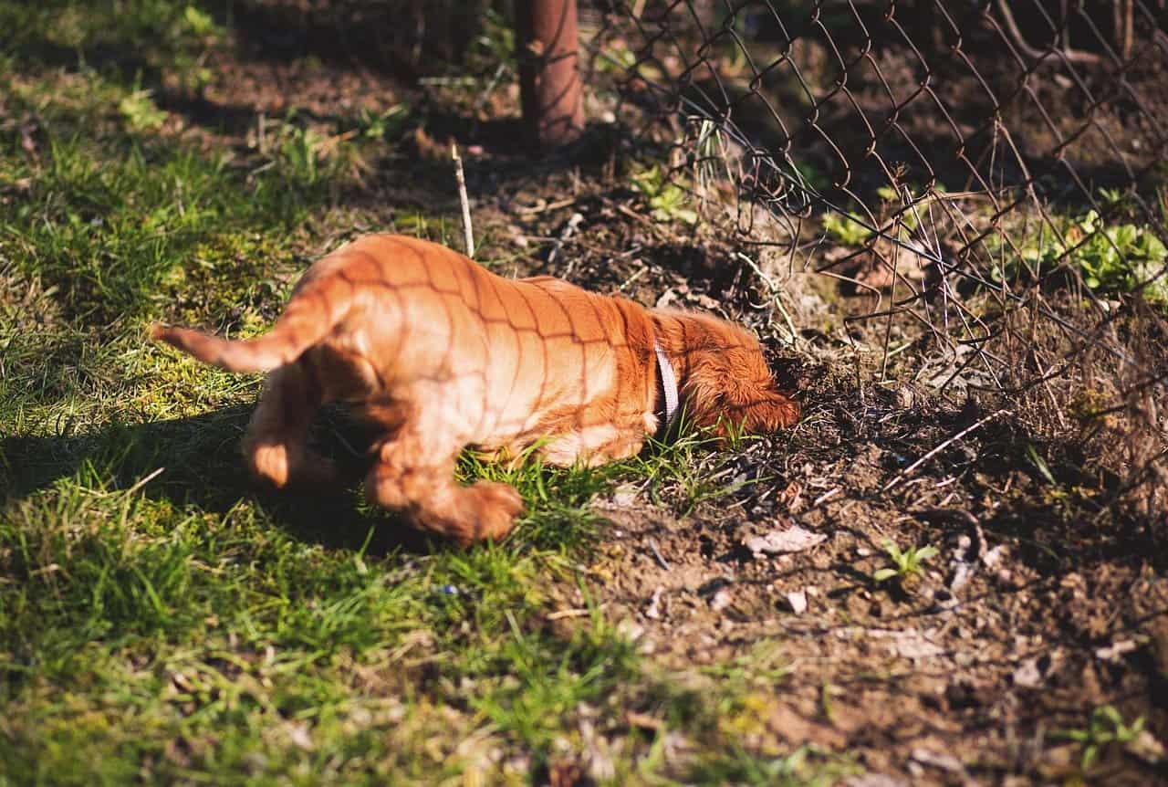 How to Stop a Dog From Digging for Moles