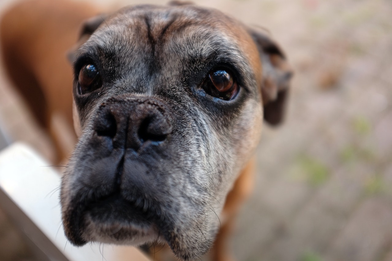 What Causes Excessive Panting in Older Dogs?