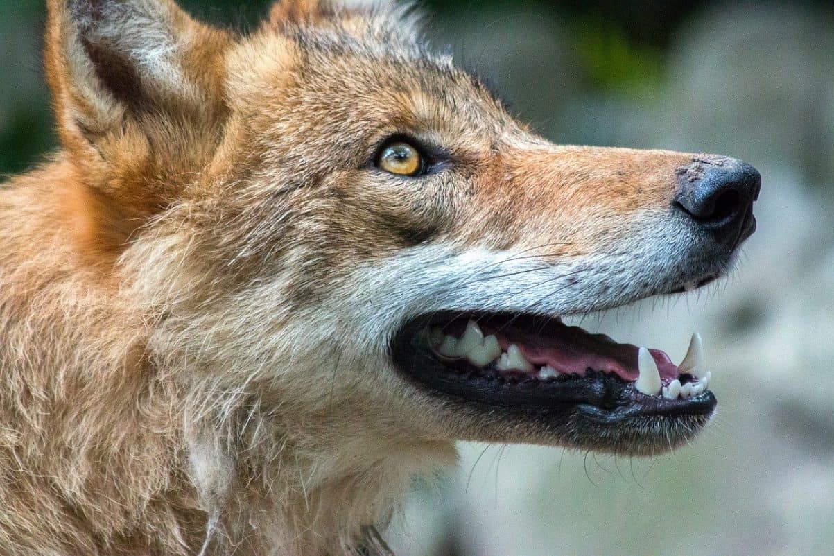 What to Do When Your Dog Shows Teeth to Your Child