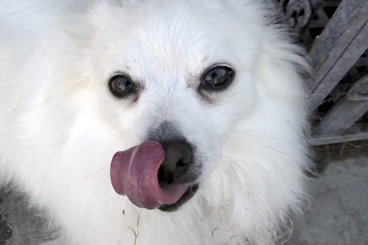 Why Does My Dog’s Tongue Stick out When He Sleeps?