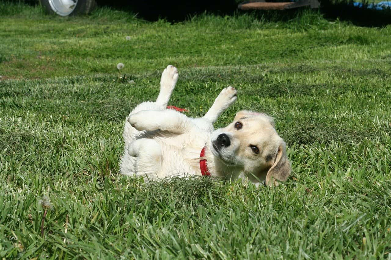 How Long to Let a Puppy Cry in a Crate?