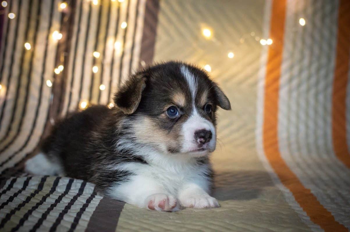 How Long to Let a Puppy Cry in a Crate?