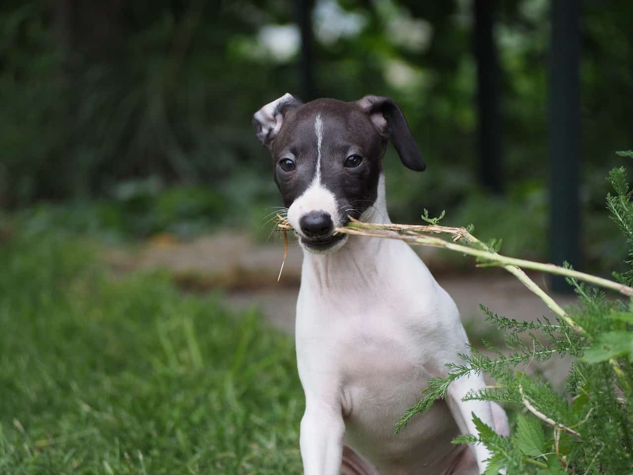 Dog Acting Strange and Looking Around. Is it a Concern?