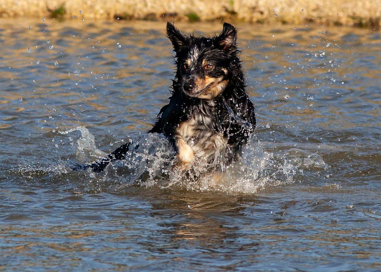 Ponds Safe for Dogs? Do Dogs Like Playing in Ponds?