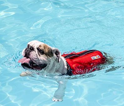 Can Dogs Swim - Dog Life Jacket