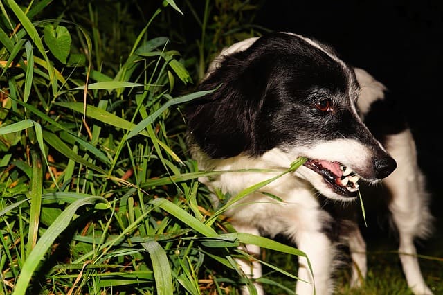 Dog Afraid to Go Outside at Night: Common Causes and Solutions