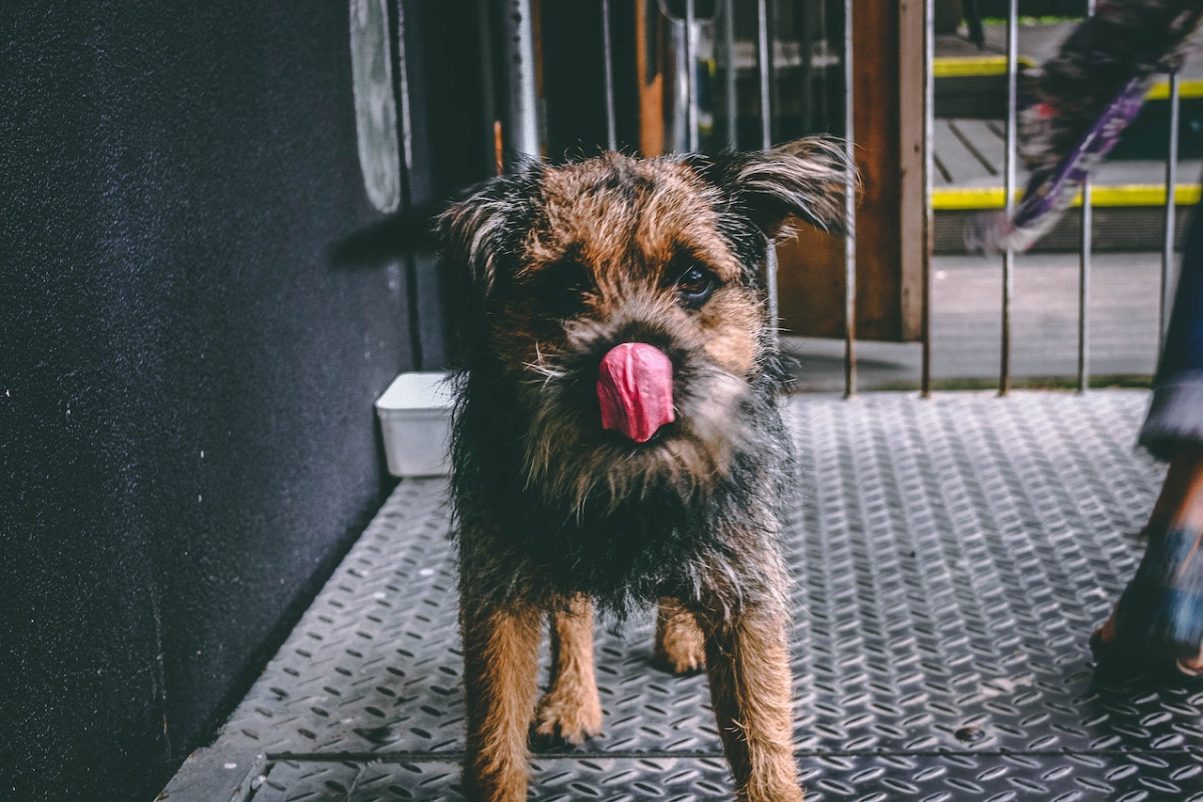 What Does It Mean When a Dog Licks Your Feet?