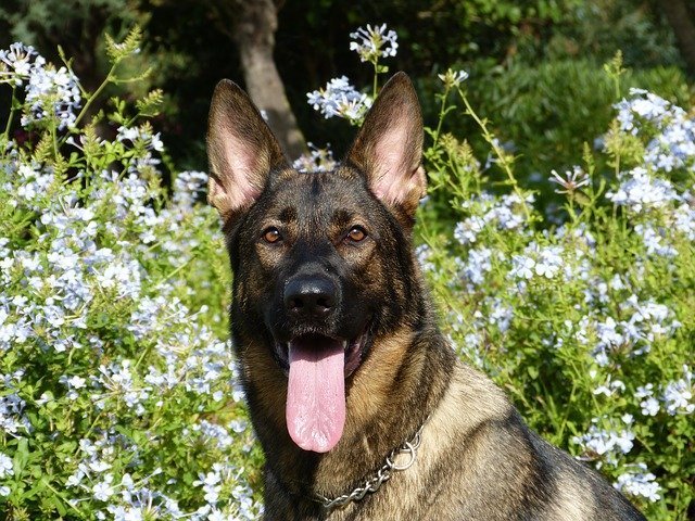 Dog Breathing Heavily With Tongue Hanging Out