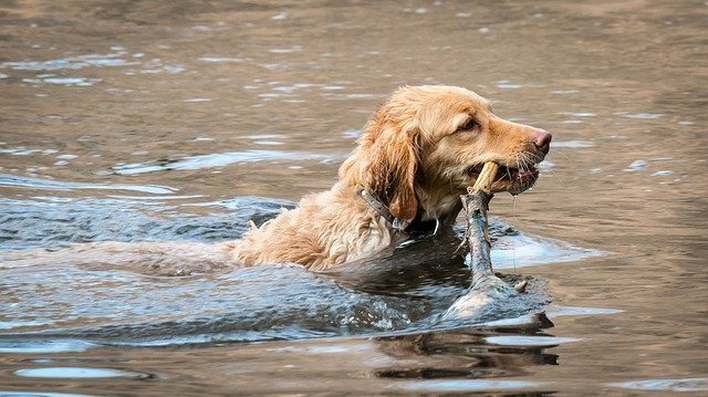 Can Dogs Swim in Lakes?