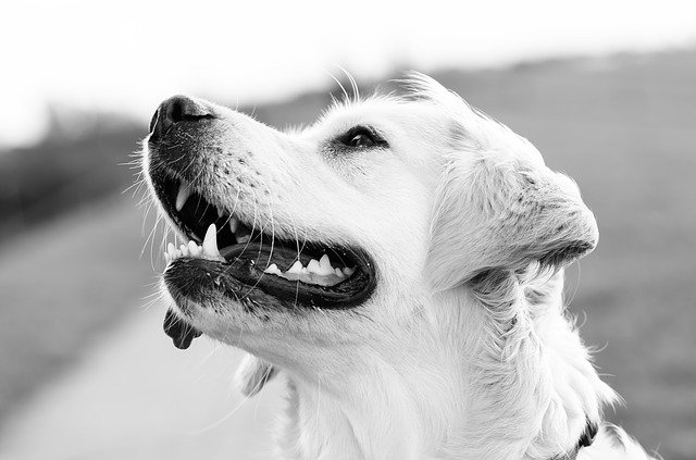 Do Deaf Dogs Bark More? Debunking the Myths