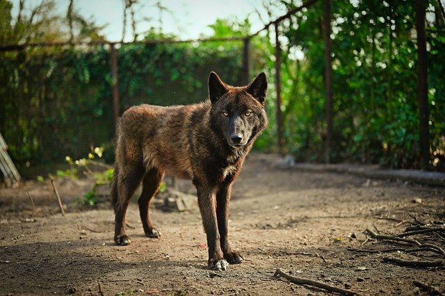 Can Dogs and Wolves Breed? Unraveling the Mystery