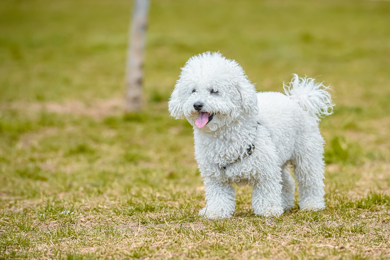 The Best Dog Crates for Poodles