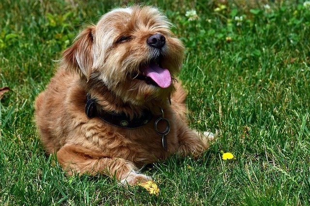 Why Do Dogs Huff When Excited?