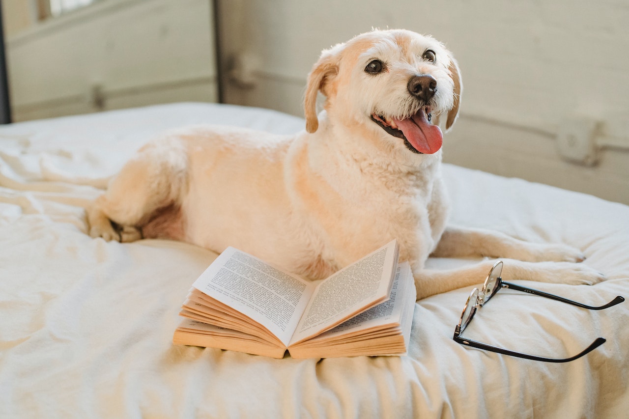 Why Does My Dog Think Bedtime Is Playtime?