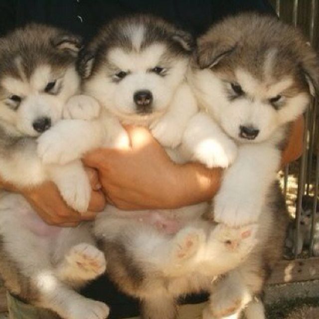 Husky Genetics