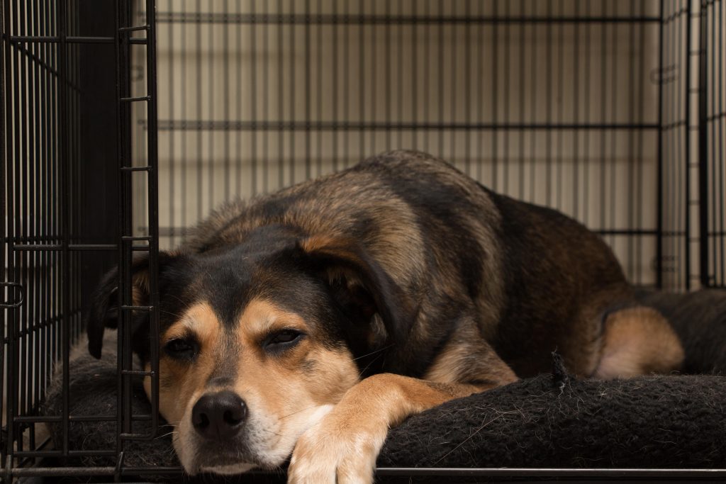Dog Crates for Dogs with Anxiety