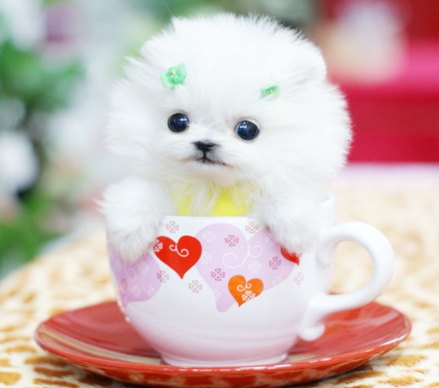 Teacup Dogs