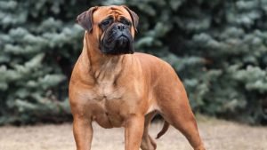 Bullmastiff