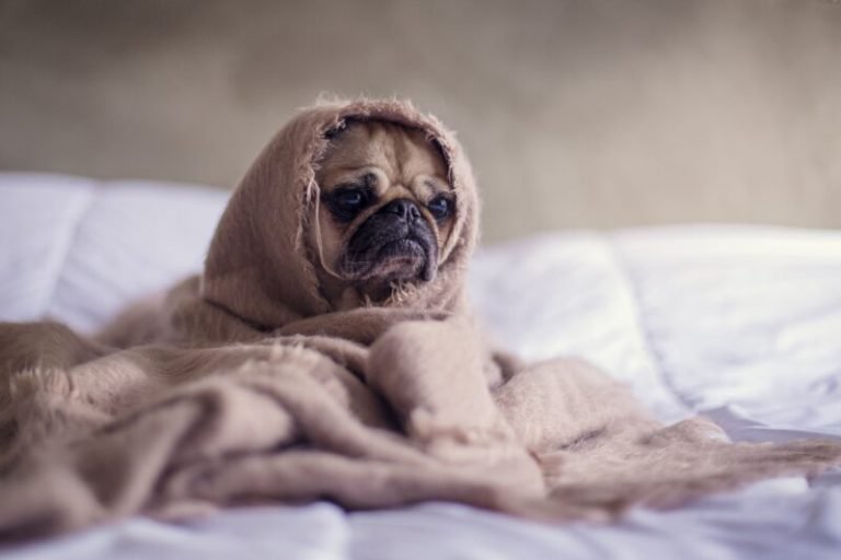 14 Main Causes For Why Is Your Dog Acting Weird