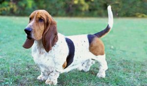 Basset Hound