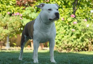 American Staffordshire Terrier