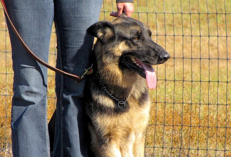 The 4 Best Dog Crates for High Anxiety Dogs