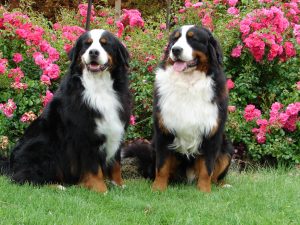 Dog Breeds for Apartment