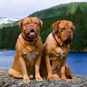 Dog Breeds for Apartment