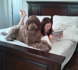 Standard Poodle