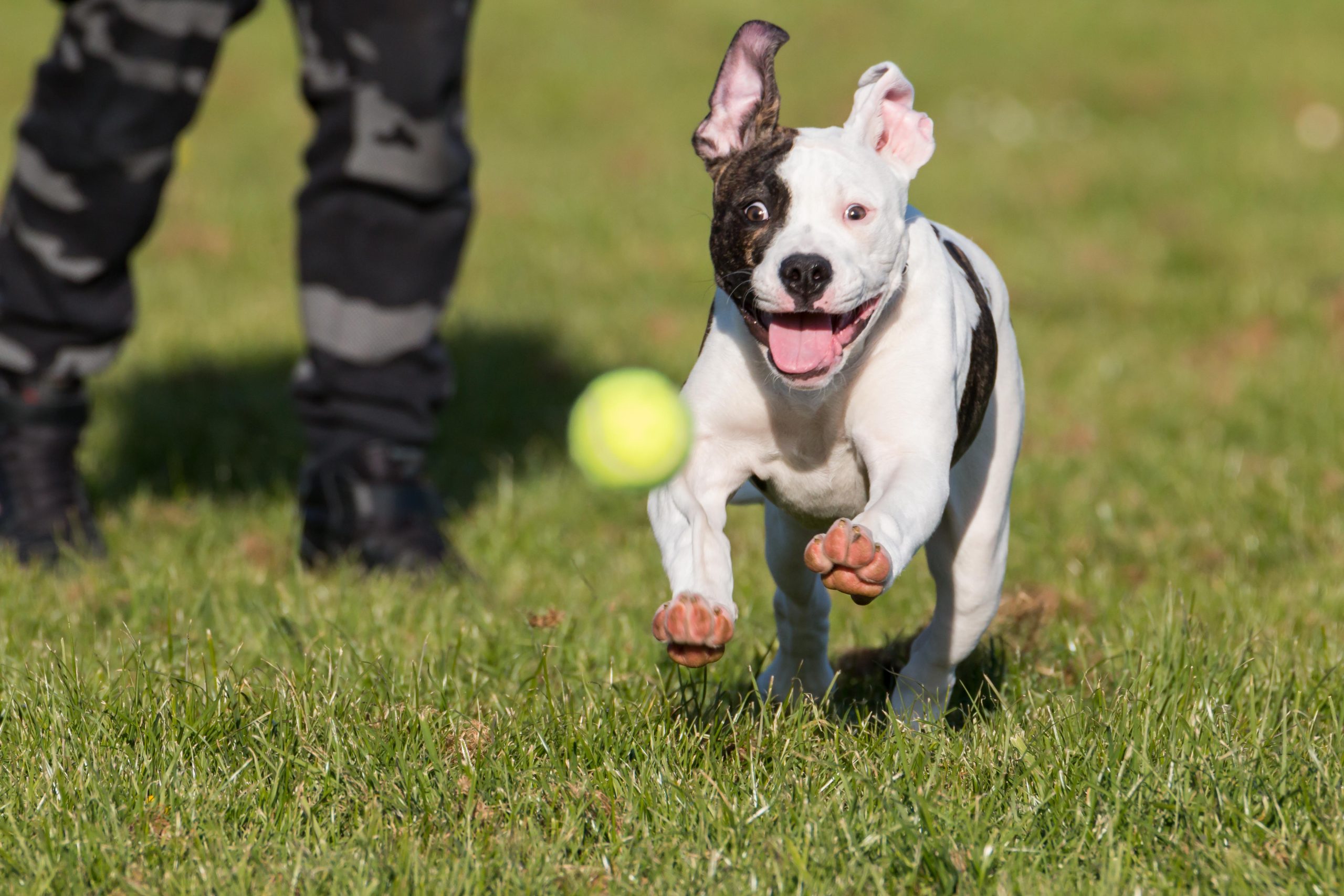 Dog Crates for an American Bulldog